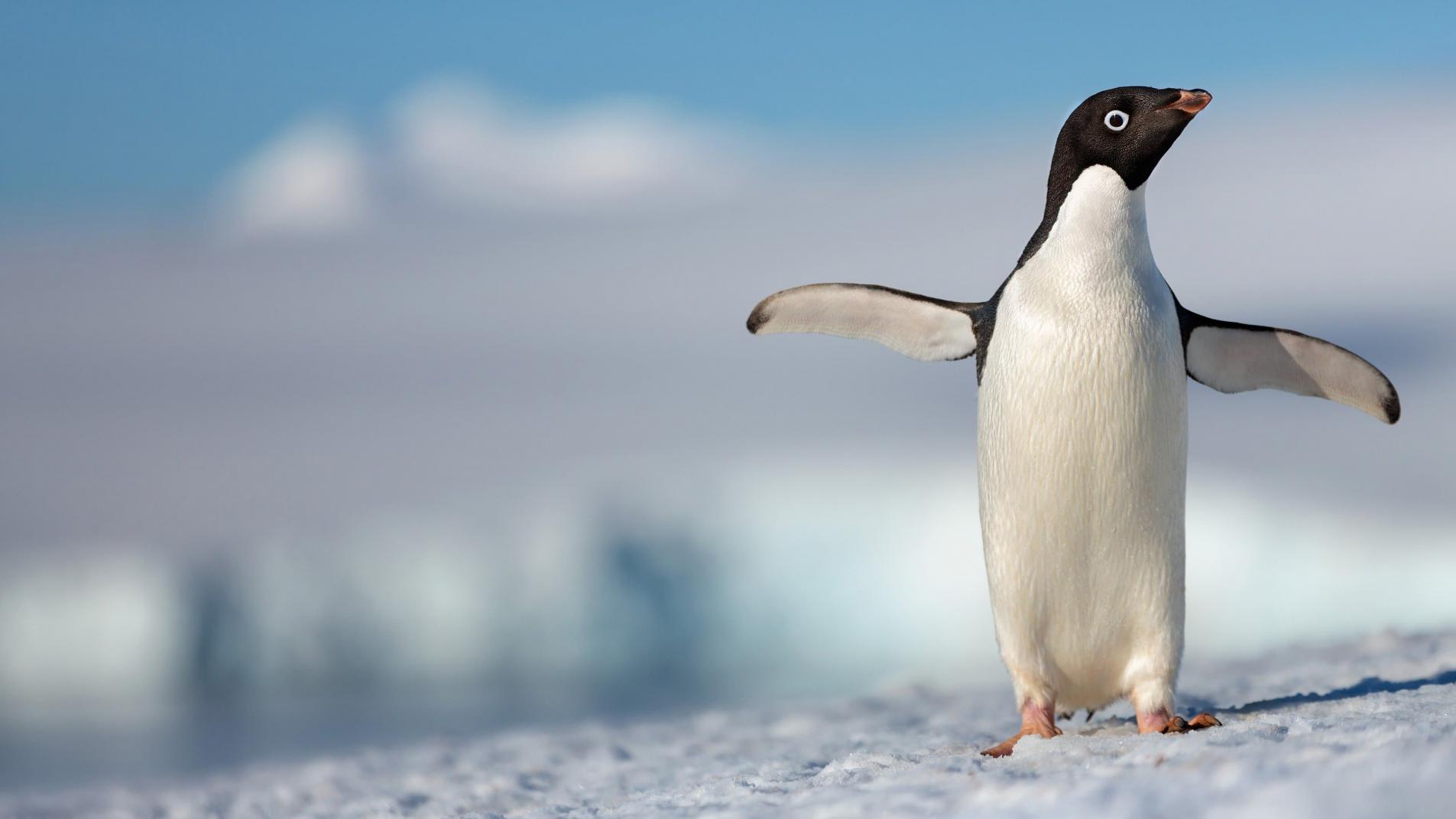 Película Penguins en Pelispedia